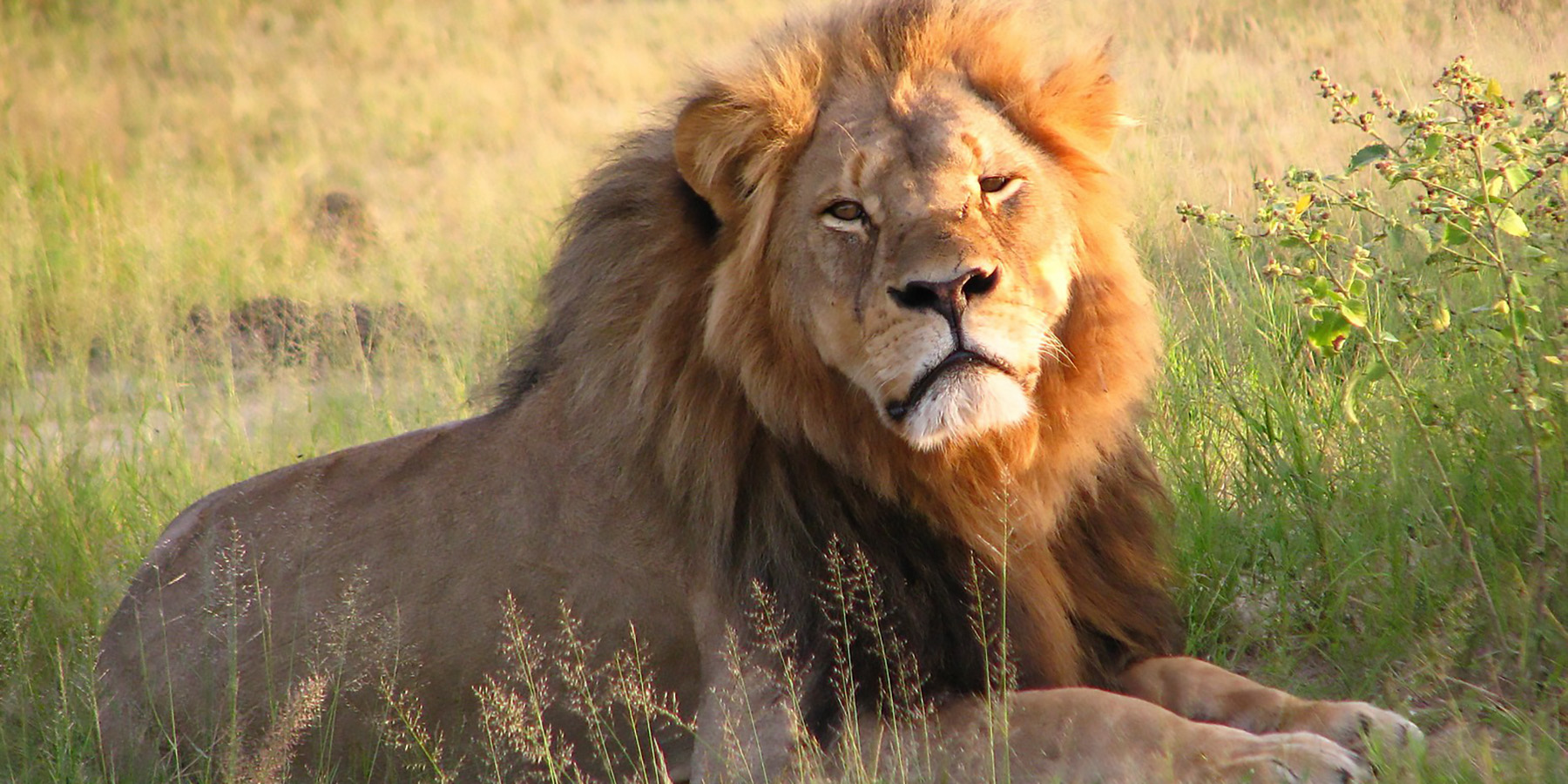 The Life and Murder of Cecil the Lion - Profolus