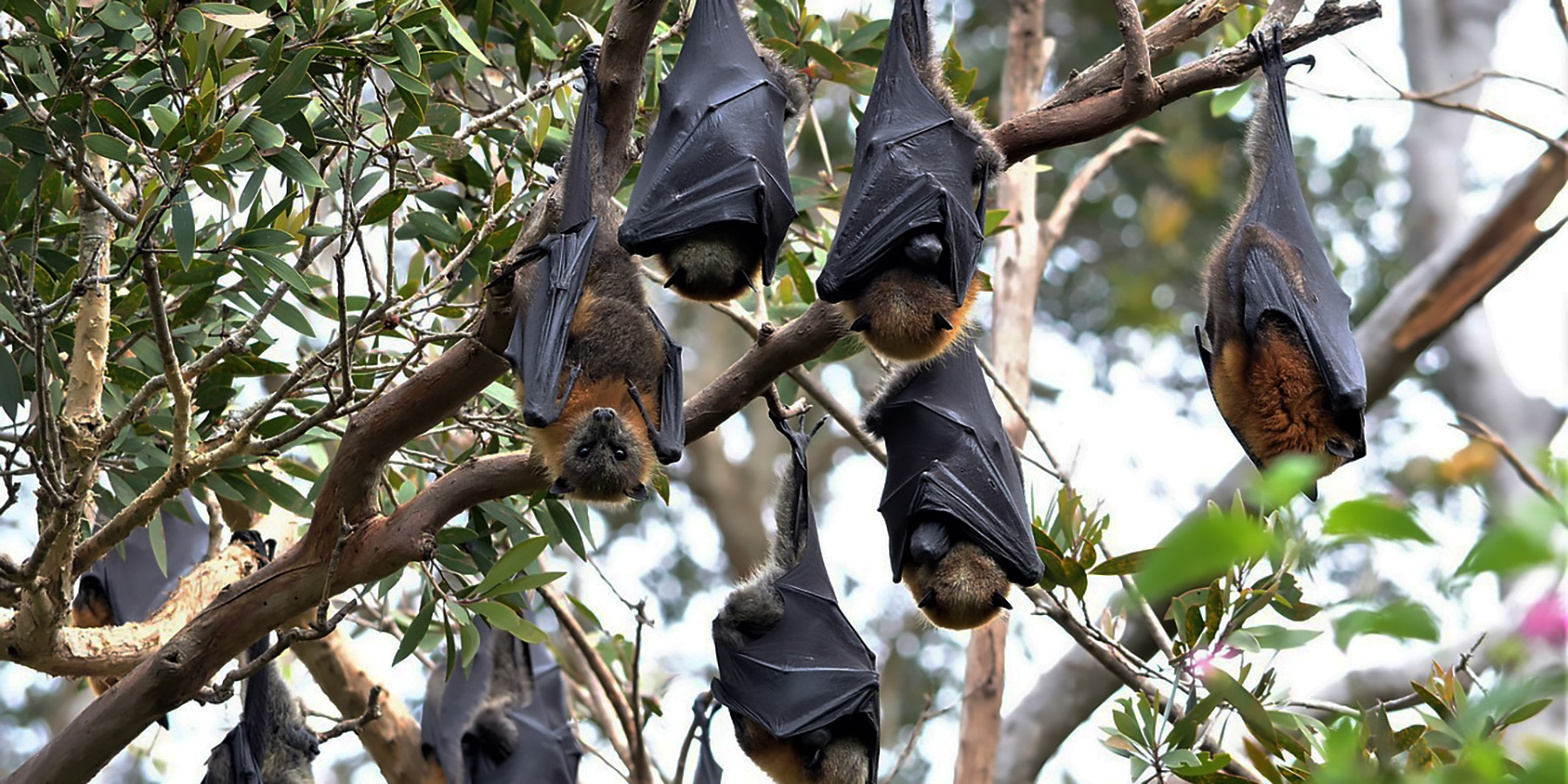 Origin of Nipah Virus: Where Did It Come From? - Profolus