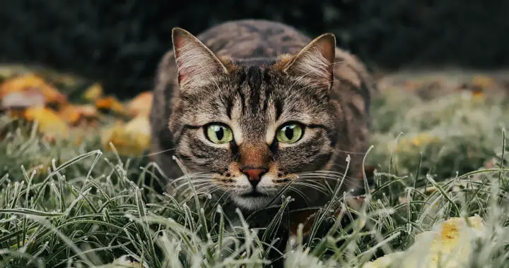 An image of a cat readying for hunting for the article "The Science Behind the Incredible Physical Fitness of Cats"