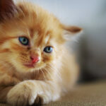 A lounging orange kitten for the article "Orange Cats: Random Scientific and Cultural Facts"