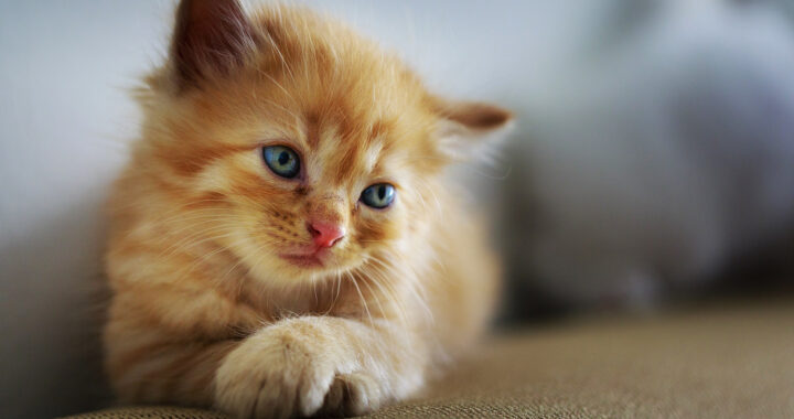 A lounging orange kitten for the article "Orange Cats: Random Scientific and Cultural Facts"