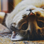 An image of a cat lying on its back for the article "Why Cats Have Amazing Reflexes: Science and Fun Facts"