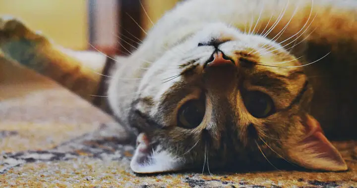 An image of a cat lying on its back for the article "Why Cats Have Amazing Reflexes: Science and Fun Facts"