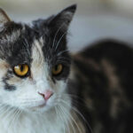 A calico cat with amber-colored eyes for the article "Cats And Their Ears: Interesting Facts"