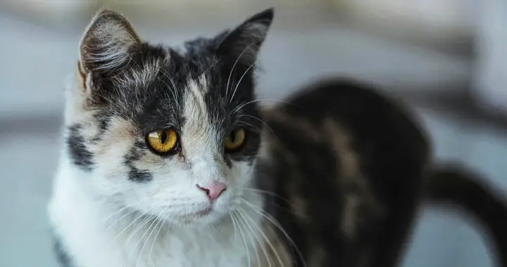 A calico cat with amber-colored eyes for the article "Cats And Their Ears: Interesting Facts"