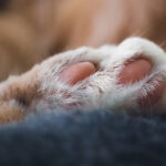 A paw of an orange cat for the article "H5N1 Bird Flu in Cats: Increasing Cases With High Death Rates"