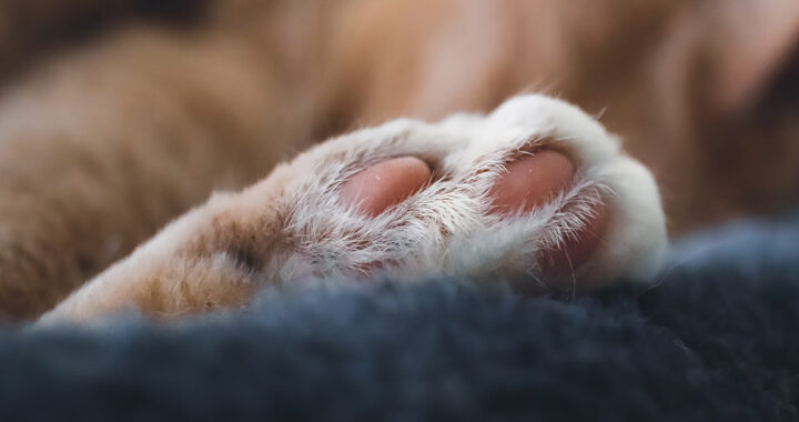 A paw of an orange cat for the article "H5N1 Bird Flu in Cats: Increasing Cases With High Death Rates"