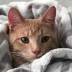 An orange cat with his body under a blanket for the article "Explainer: How H5N1 Bird Flu Harms Cats"