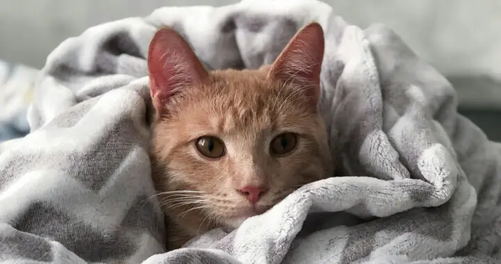 An orange cat with his body under a blanket for the article "Explainer: How H5N1 Bird Flu Harms Cats"