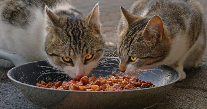 Best Practices in Feeding Cats: Schedule and Frequency